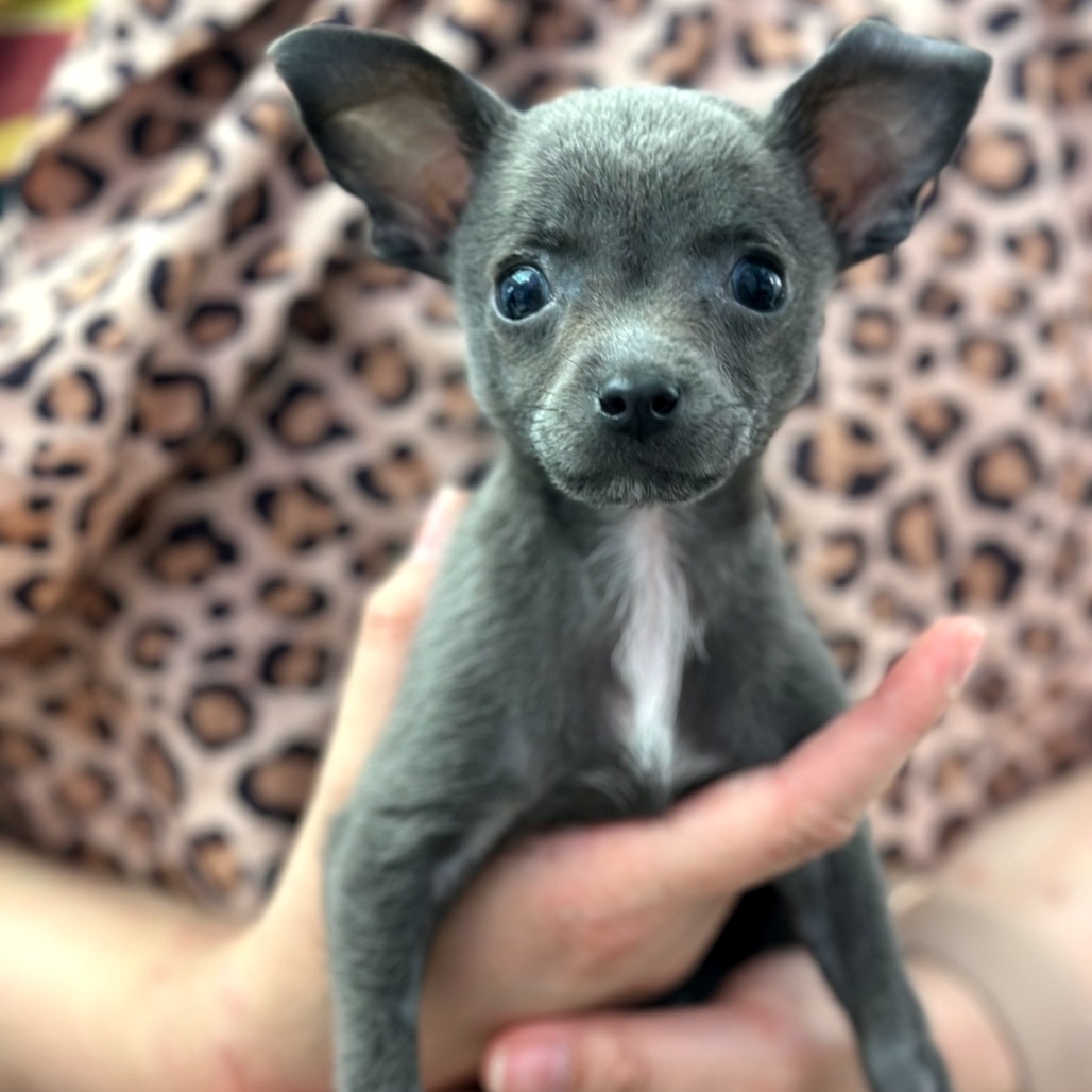 Violet, Chihuahua, Short Coat