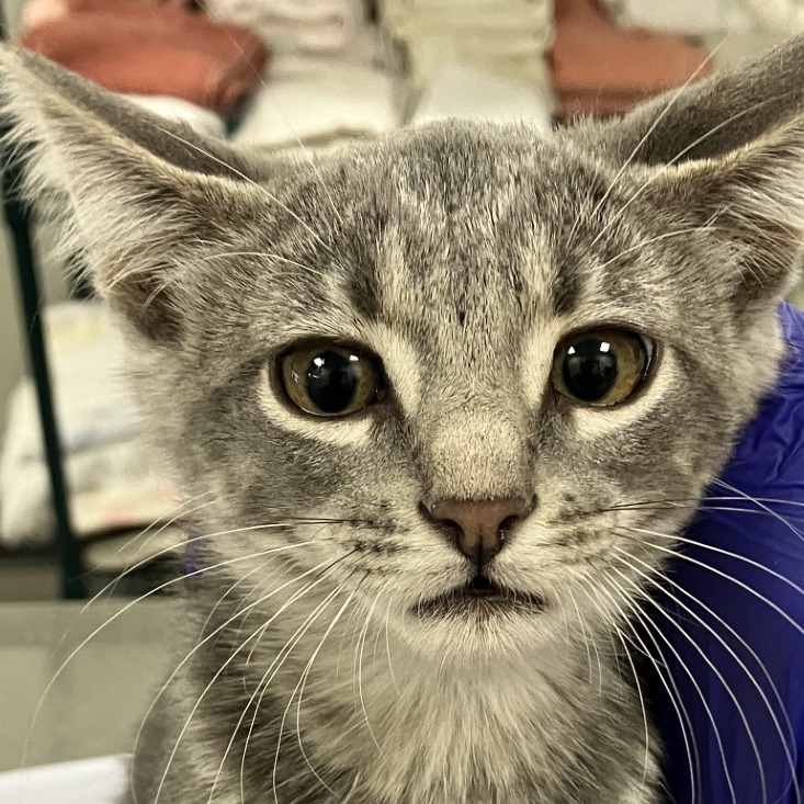 VIOLIN - Domestic Shorthair for adoption in Las Cruces