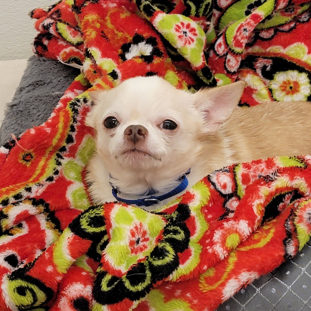 Marshmallow — thumbnail 4