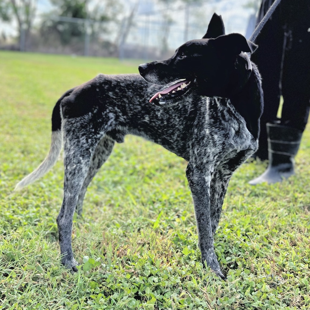 Oreo, photo 6