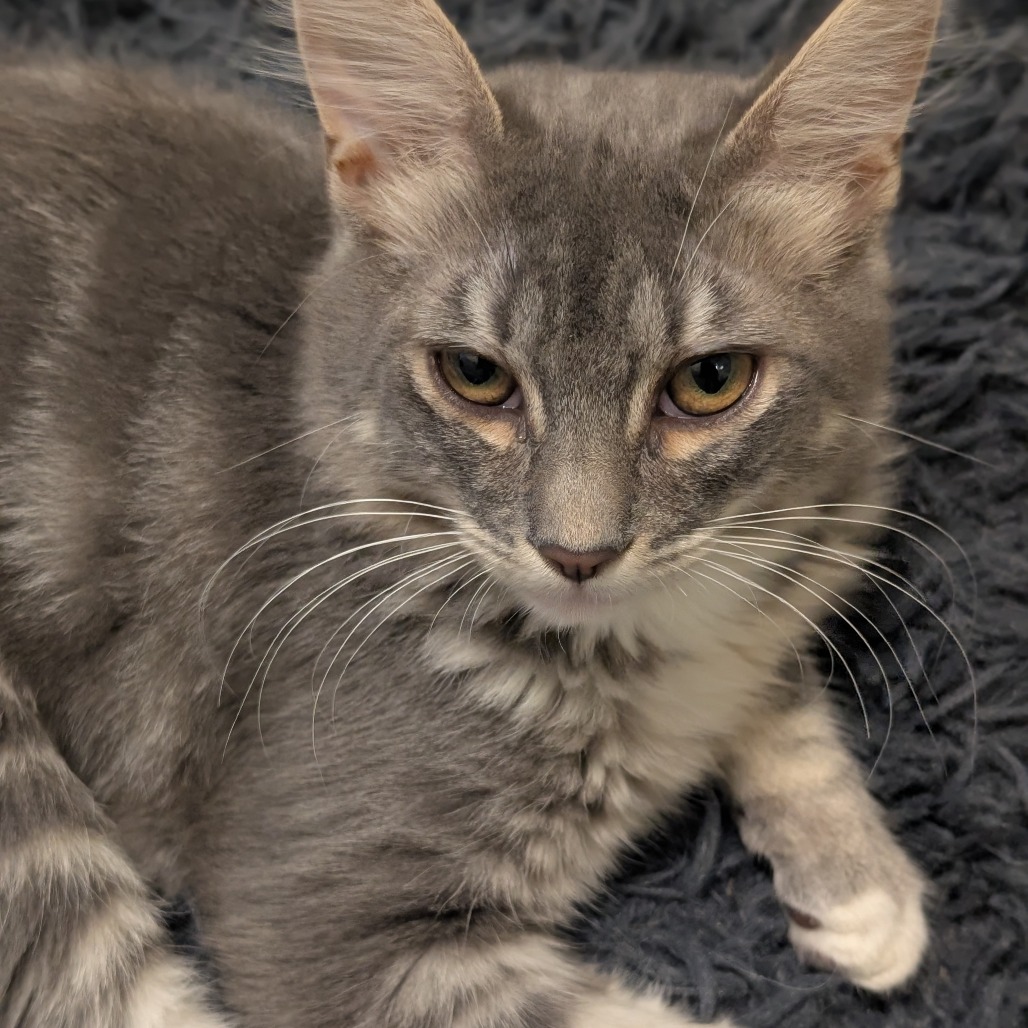 GLINDA - Domestic Shorthair available for adoption