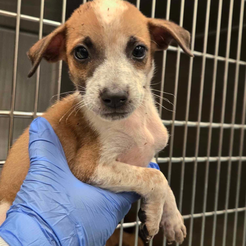 BRUNO (JON) - Black Mouth Cur / Terrier, Smooth Fox available for adoption