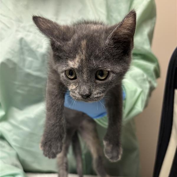 Karlach: Female 2 Domestic Shorthair