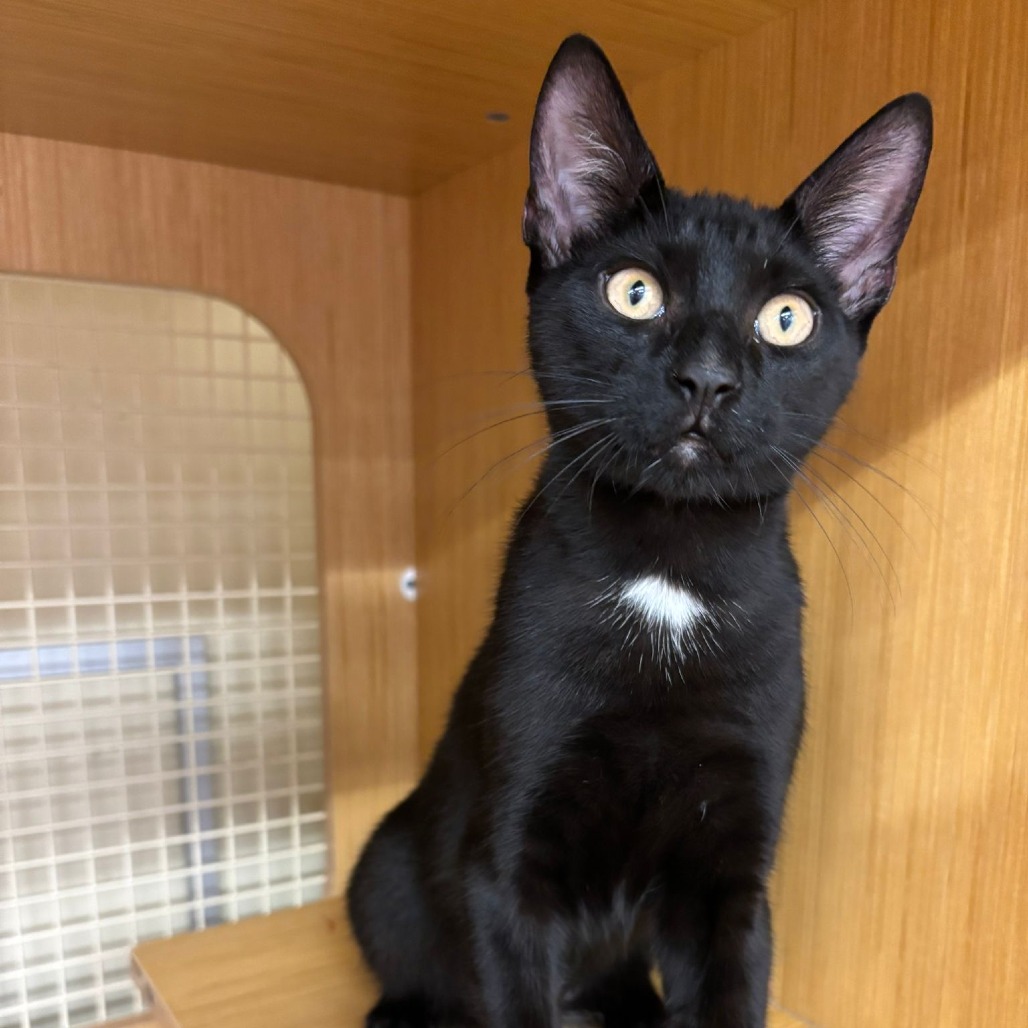 How Much is Cat Adoption in NYC: Affordable Costs Revealed