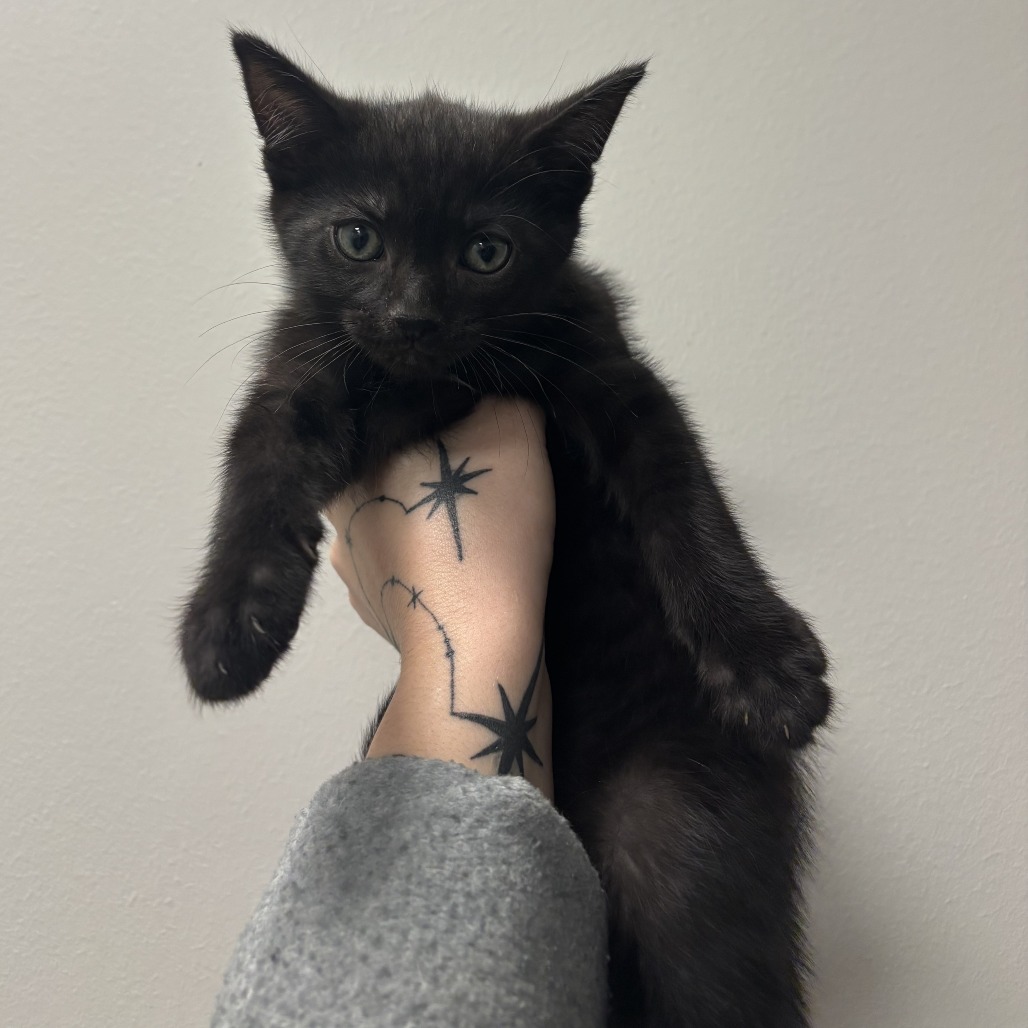 DAVE - Domestic Shorthair available for adoption