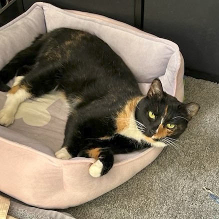 SUNSHINE - Domestic Shorthair for adoption in Silver Spring