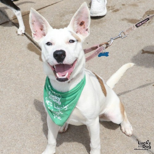 BETTY ROSS - Carolina Dog / Mix available for adoption