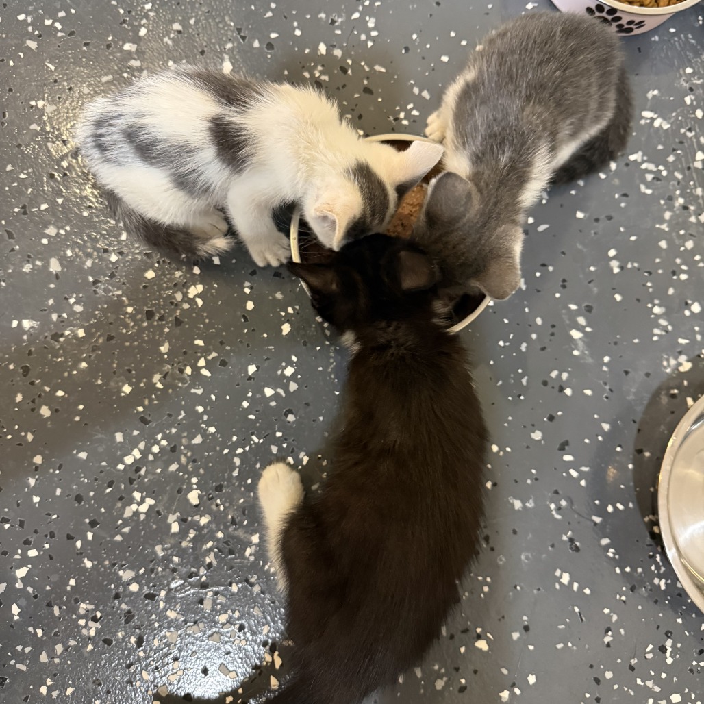 BUBBA - Domestic Shorthair available for adoption