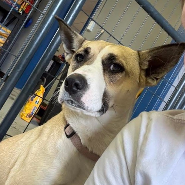 SAFFRON - Shepherd / Beagle available for adoption