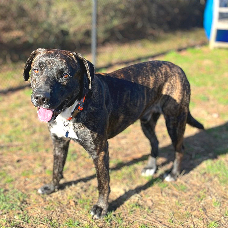 Pachi — thumbnail 7