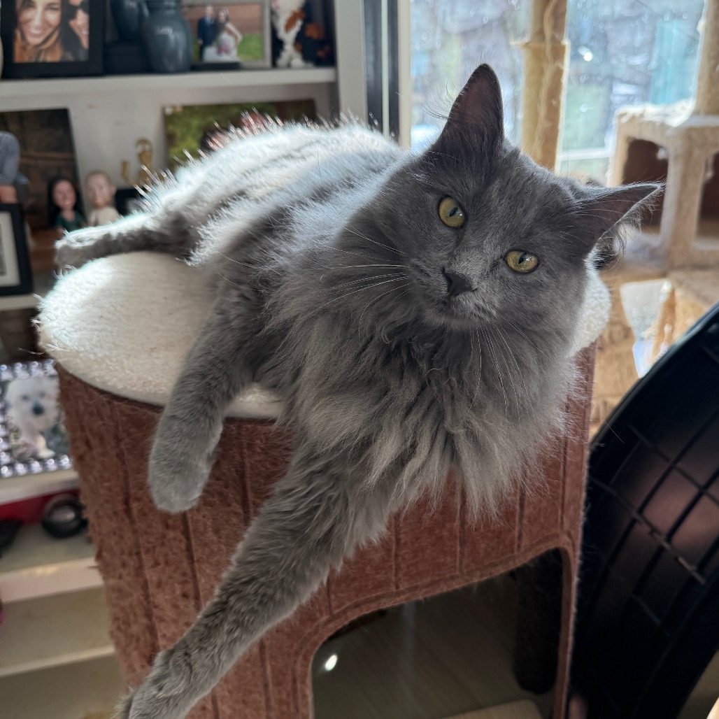 GRACIE - Domestic Longhair / Russian Blue for adoption in Silver Spring