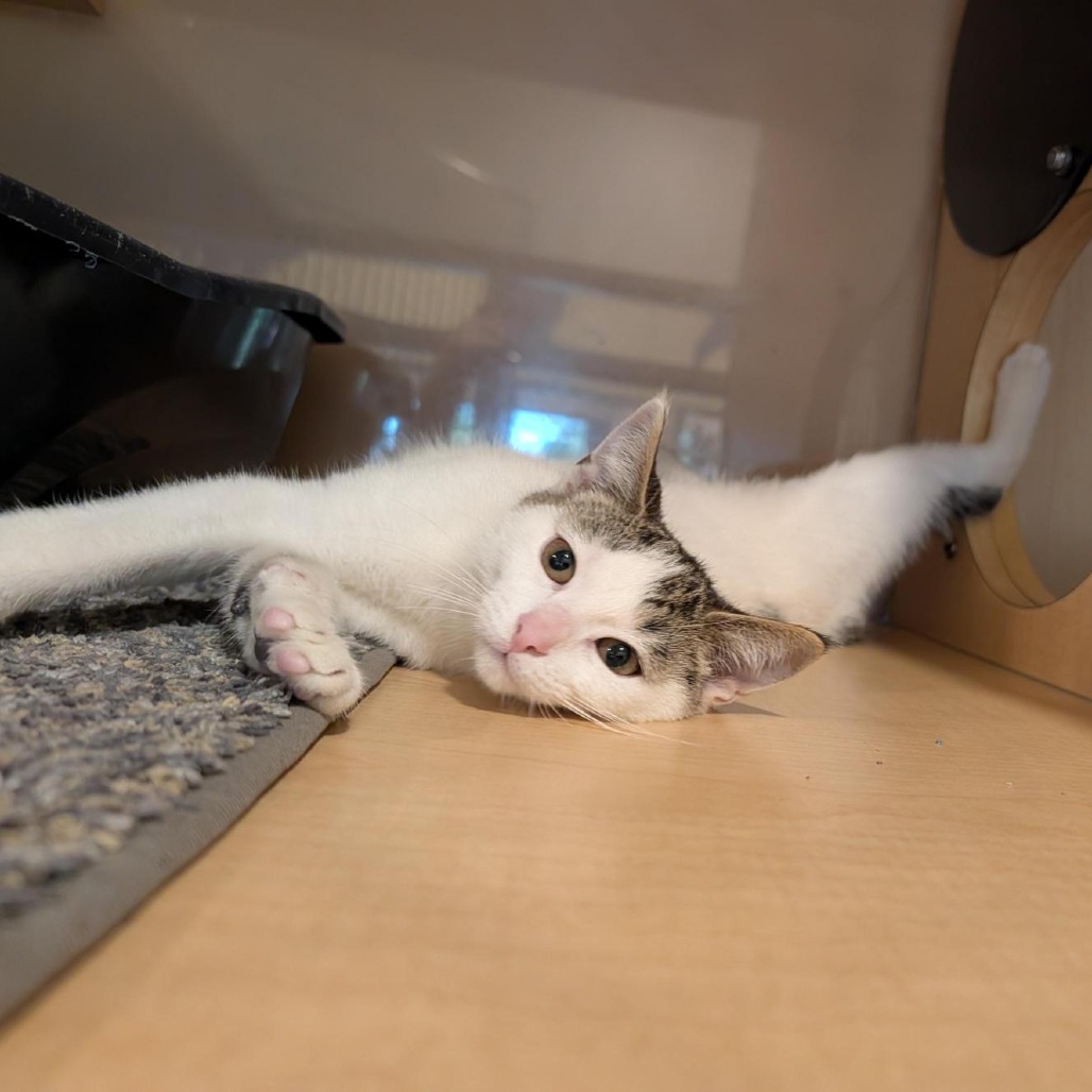 BLUE TOOTH EGG - Domestic Shorthair available for adoption