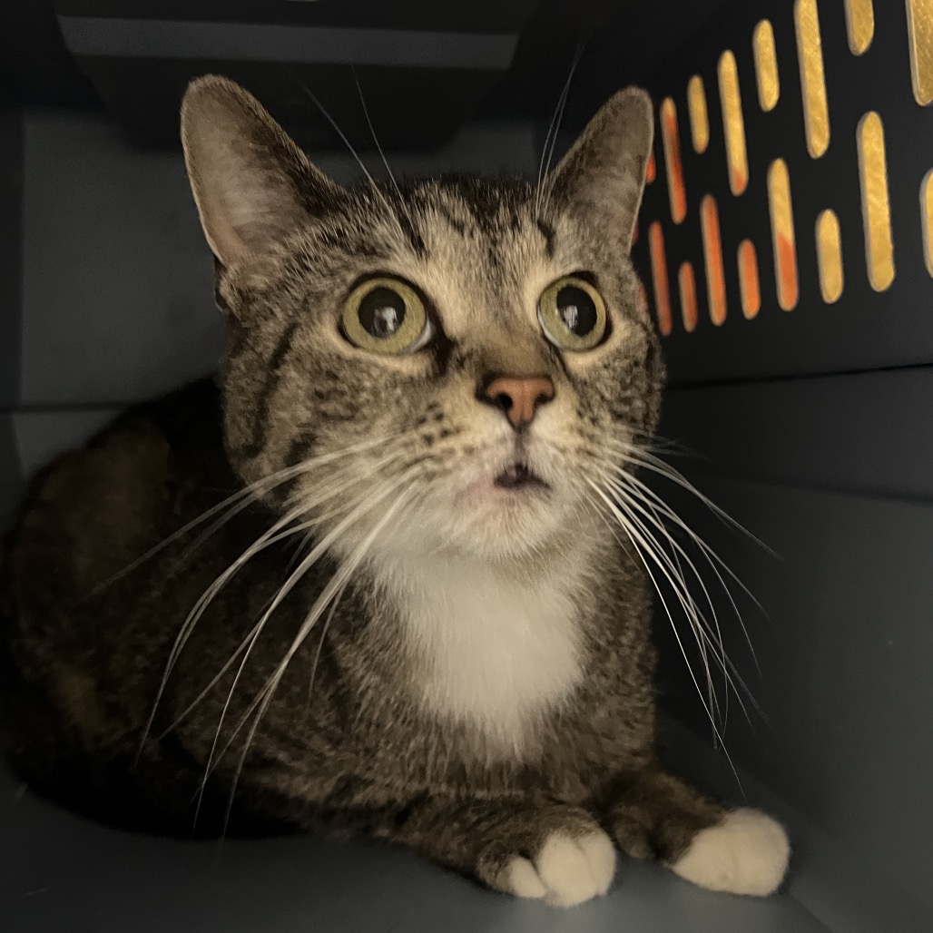 Photo of Patches 3