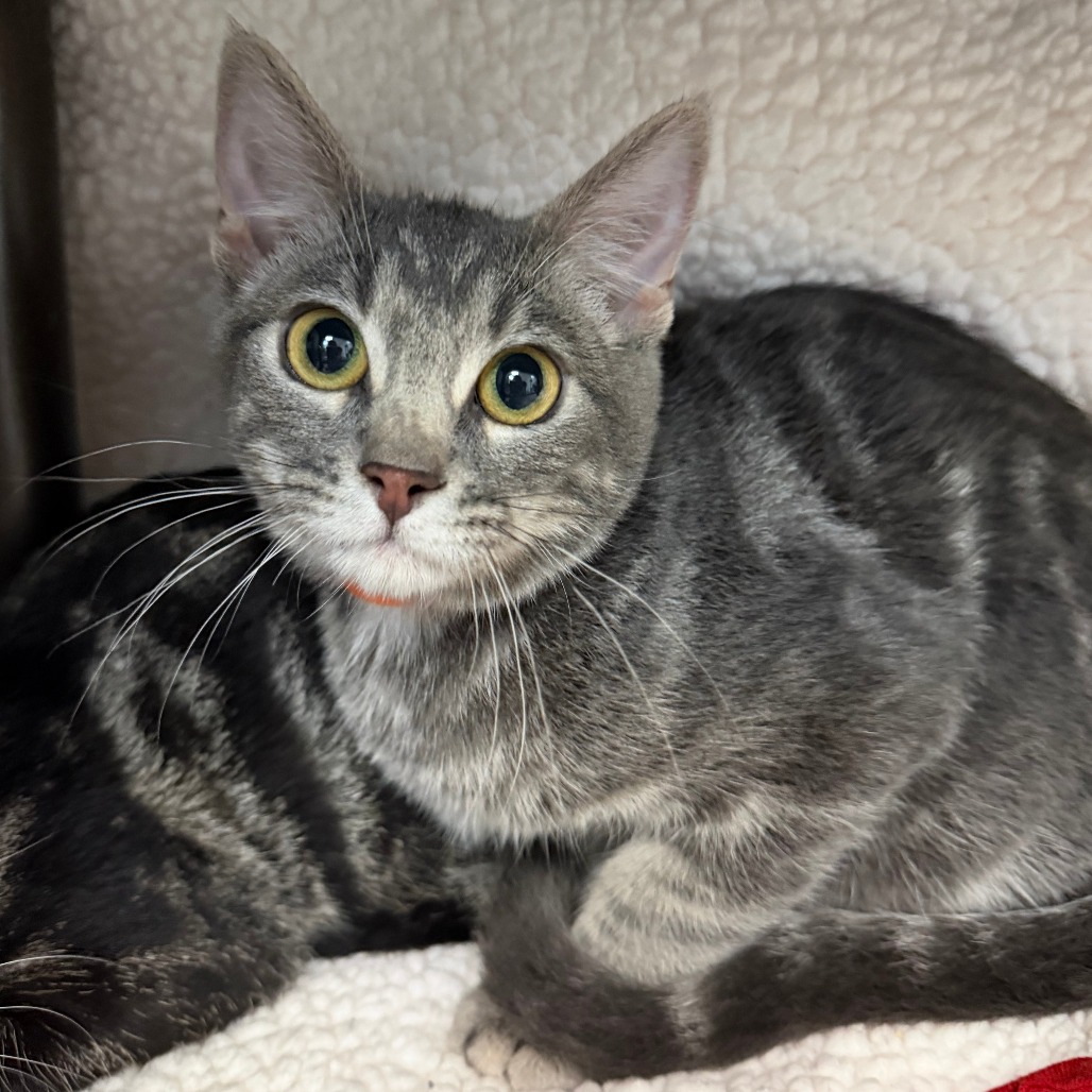 FRODO - Domestic Shorthair available for adoption