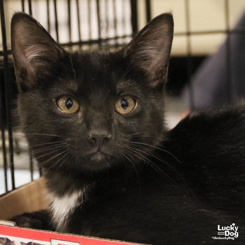 SWATCH - Domestic Shorthair available for adoption