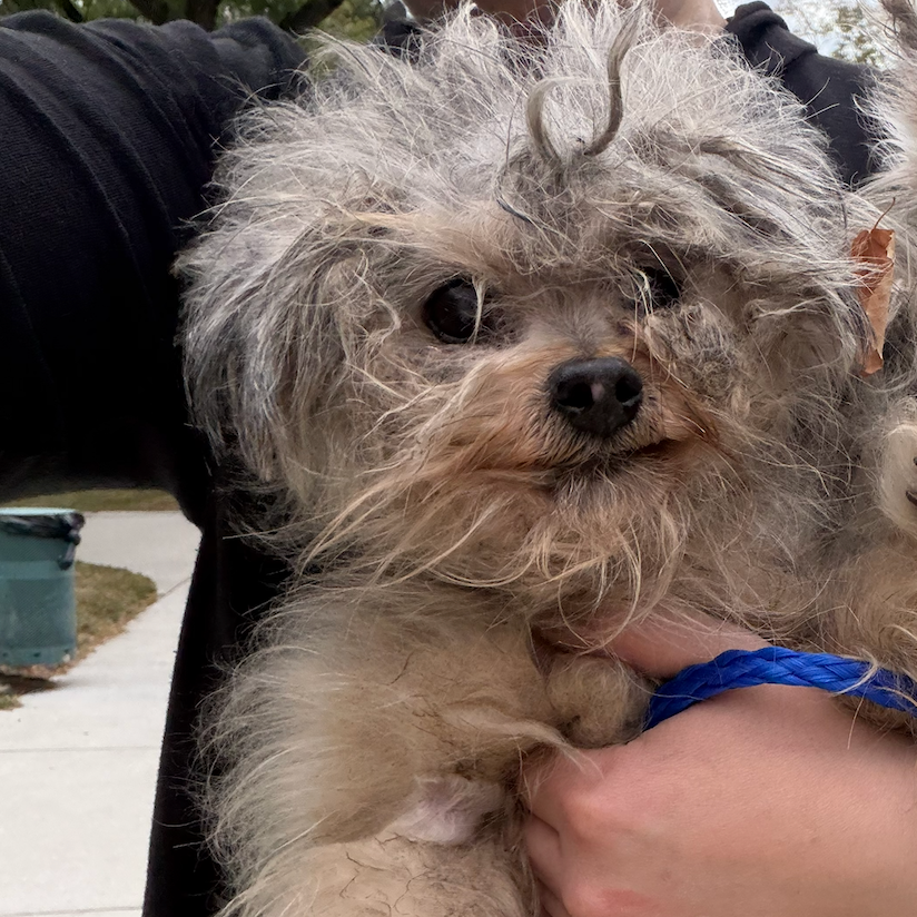 Yorkshire Terrier