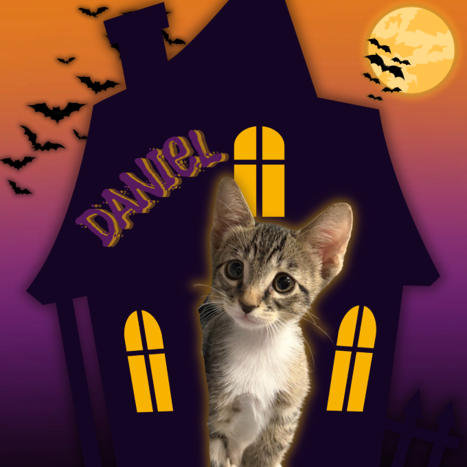 DANIEL - Domestic Shorthair available for adoption