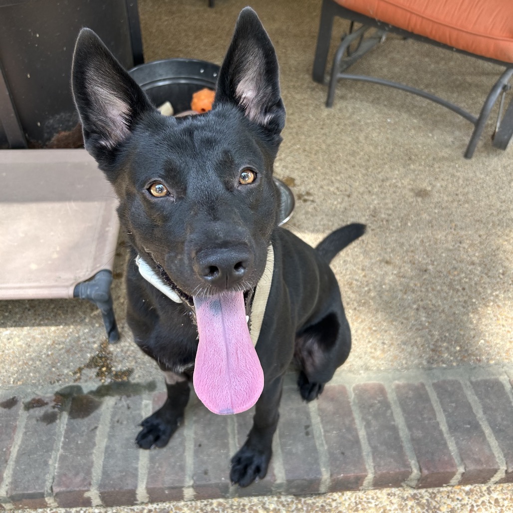 Jet, photo 13