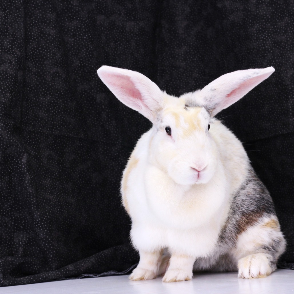 MARION - Harlequin available for adoption