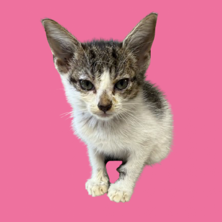 Tusc Stray 81133