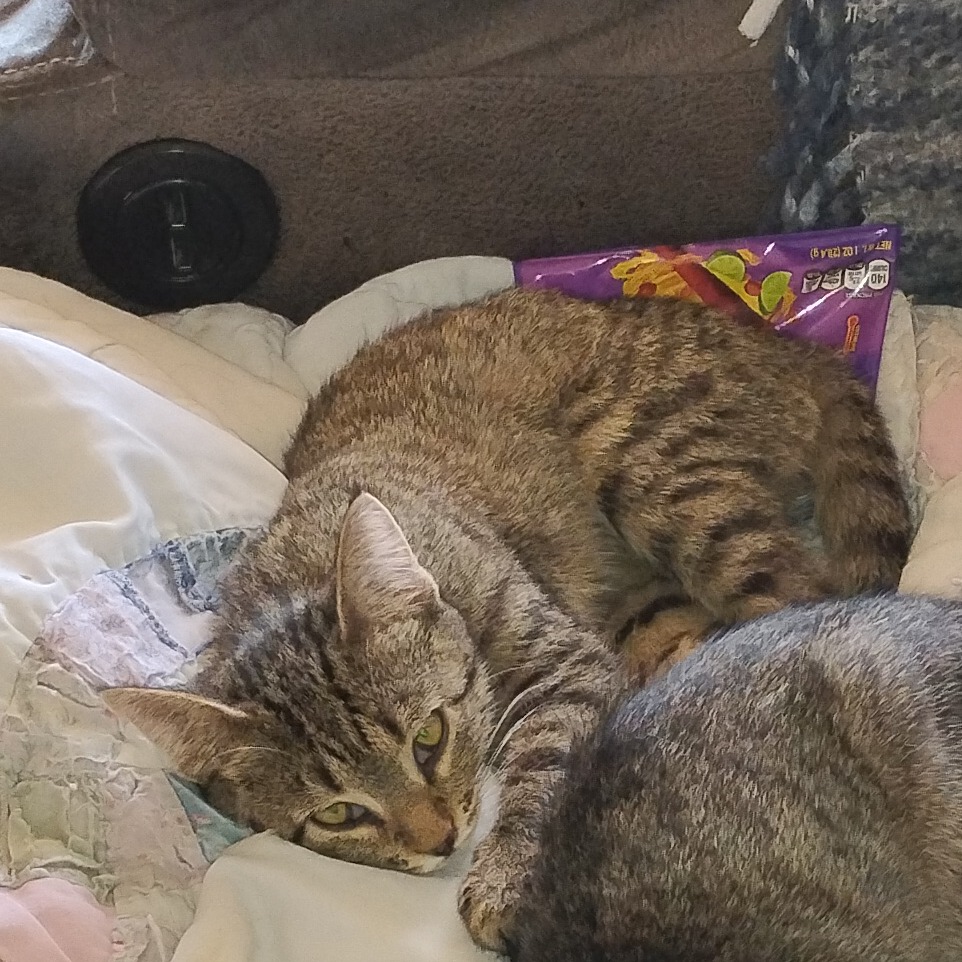 KIT-KAT - Domestic Shorthair available for adoption
