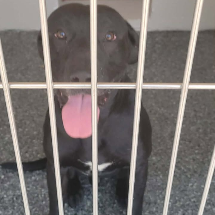 DUFF - Retriever / Black Labrador available for adoption