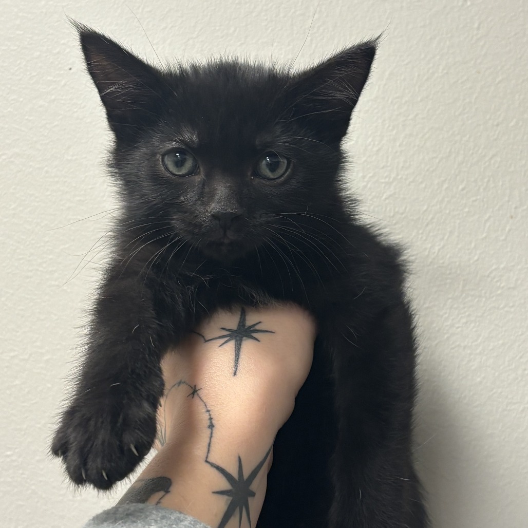 BOB - Domestic Shorthair available for adoption