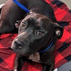 Kennel#29 Judy's preview photo