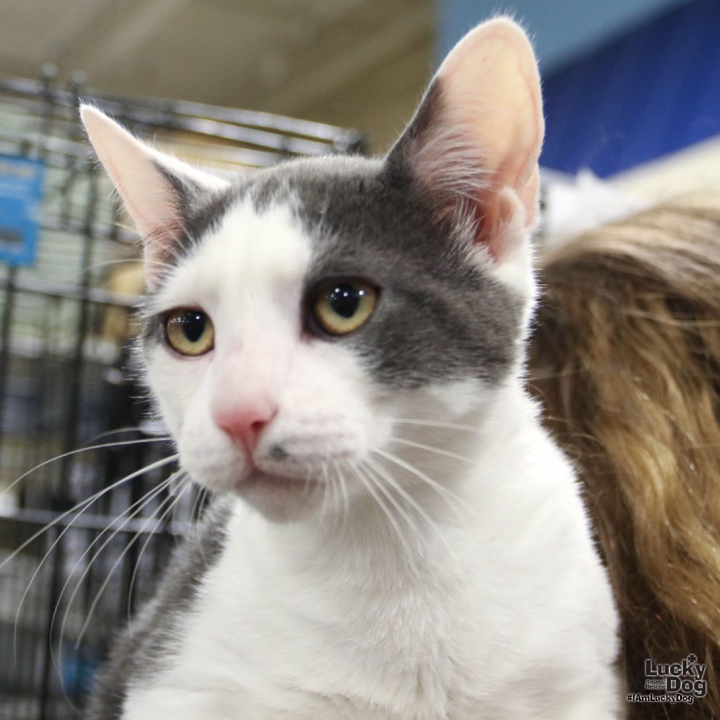 GEORGIE - Domestic Shorthair available for adoption