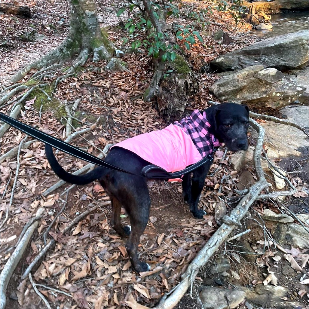 Licorice 01-0102, photo 3