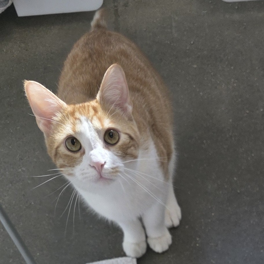 Oliver