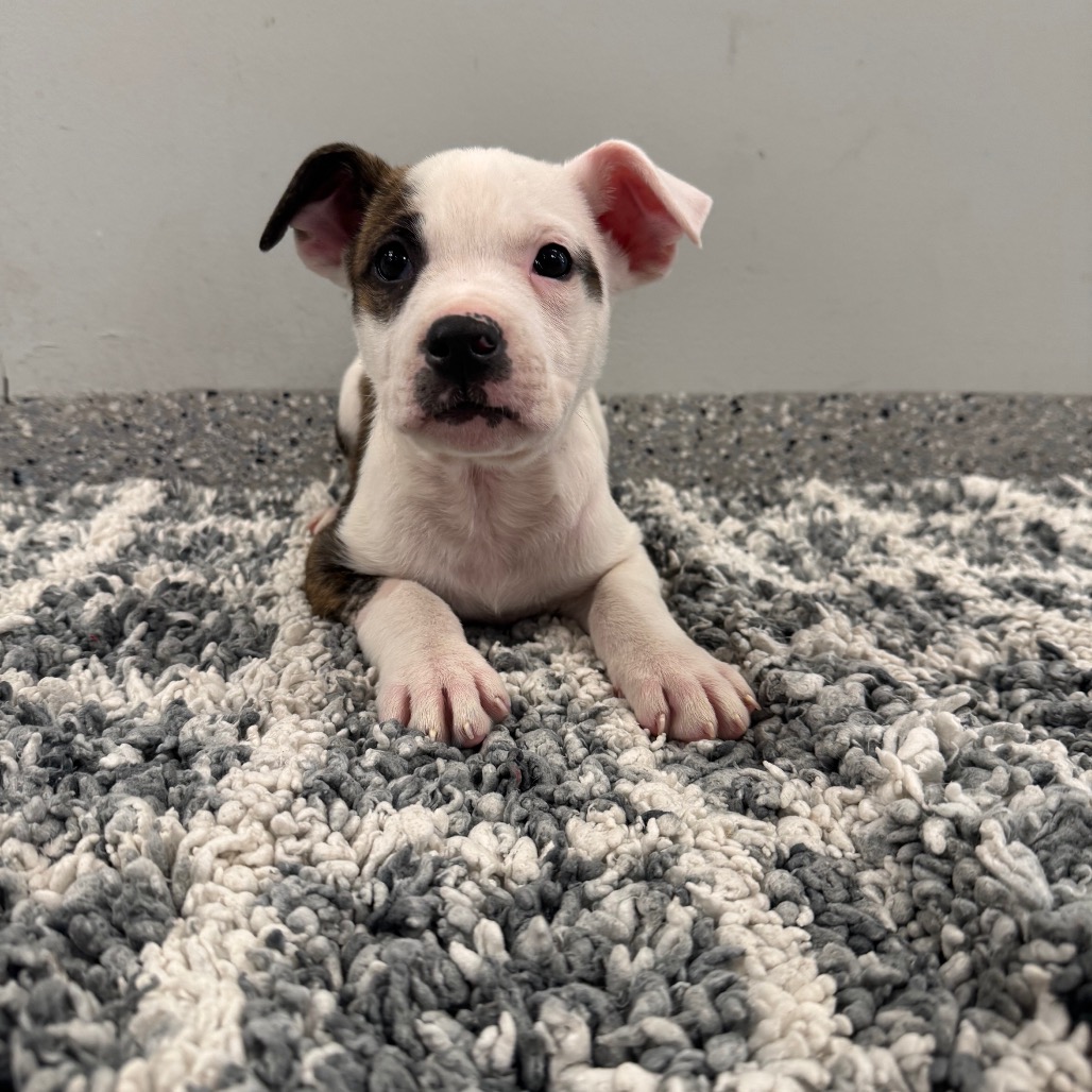 LINDON - Terrier / Mix for adoption in Dayton