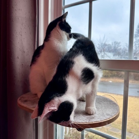 Penny — thumbnail 3