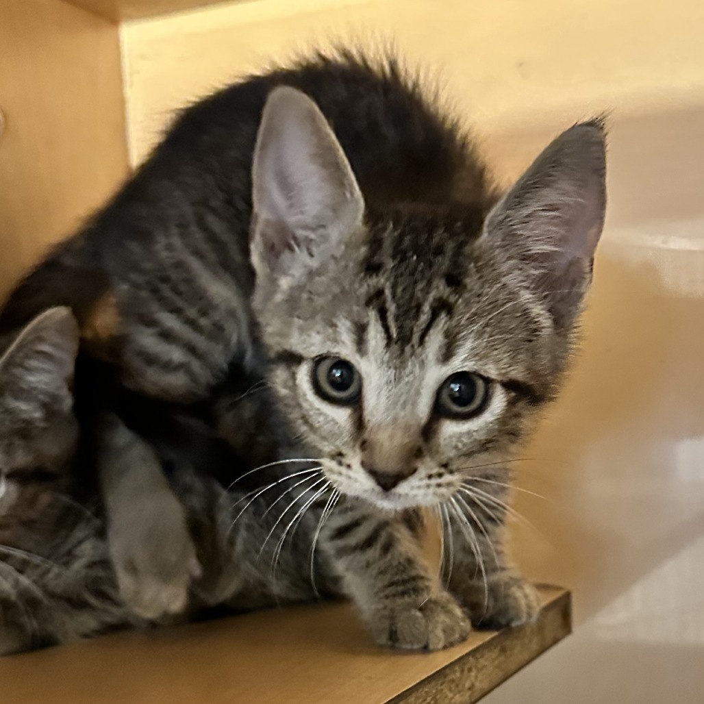 ESPRESSO - Domestic Shorthair available for adoption