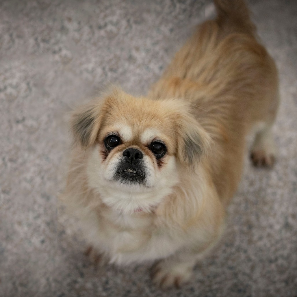 BEAUTY (AG26-195) - Pekingese available for adoption