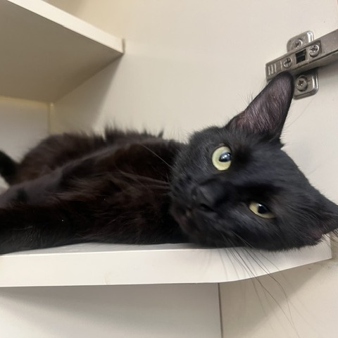 JAPANESE CHERRY BLOSSOM - Domestic Medium Hair available for adoption