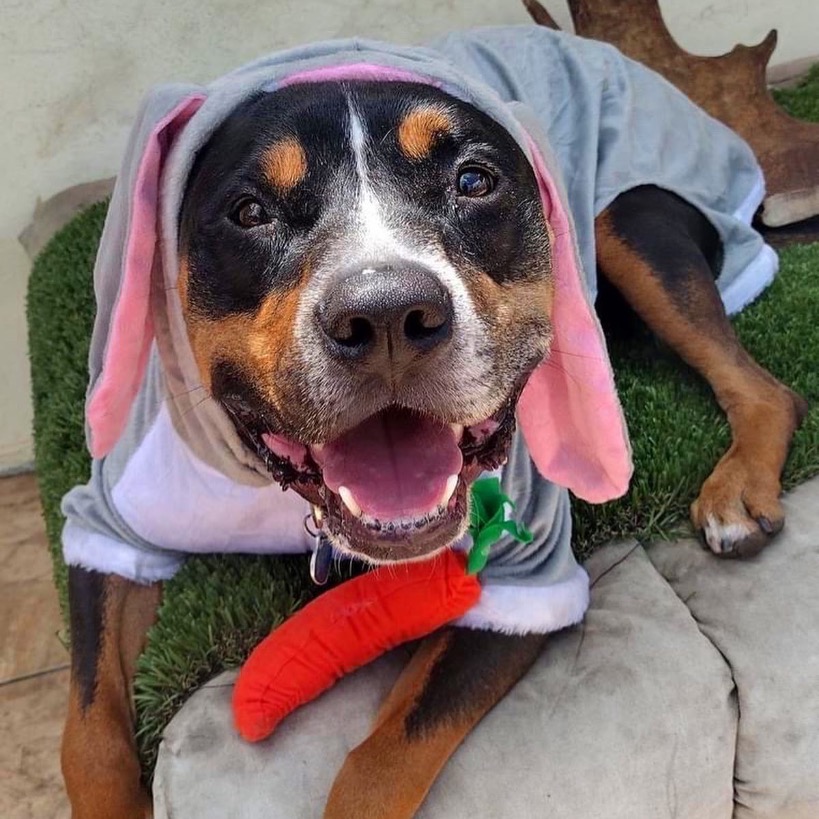 Full body shot of Bear