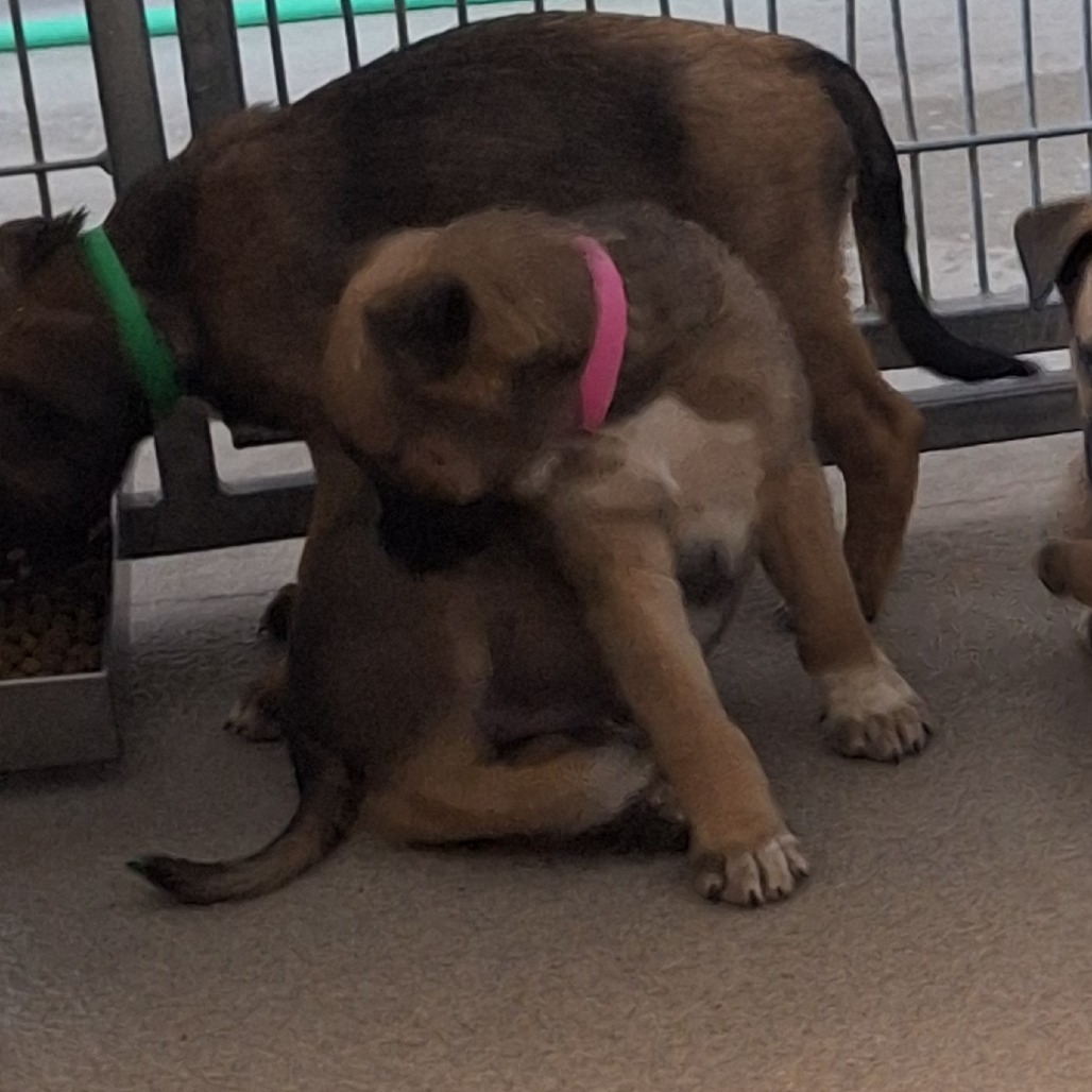  Kennel#10f Yogi (Pink Collar)'s preview photo