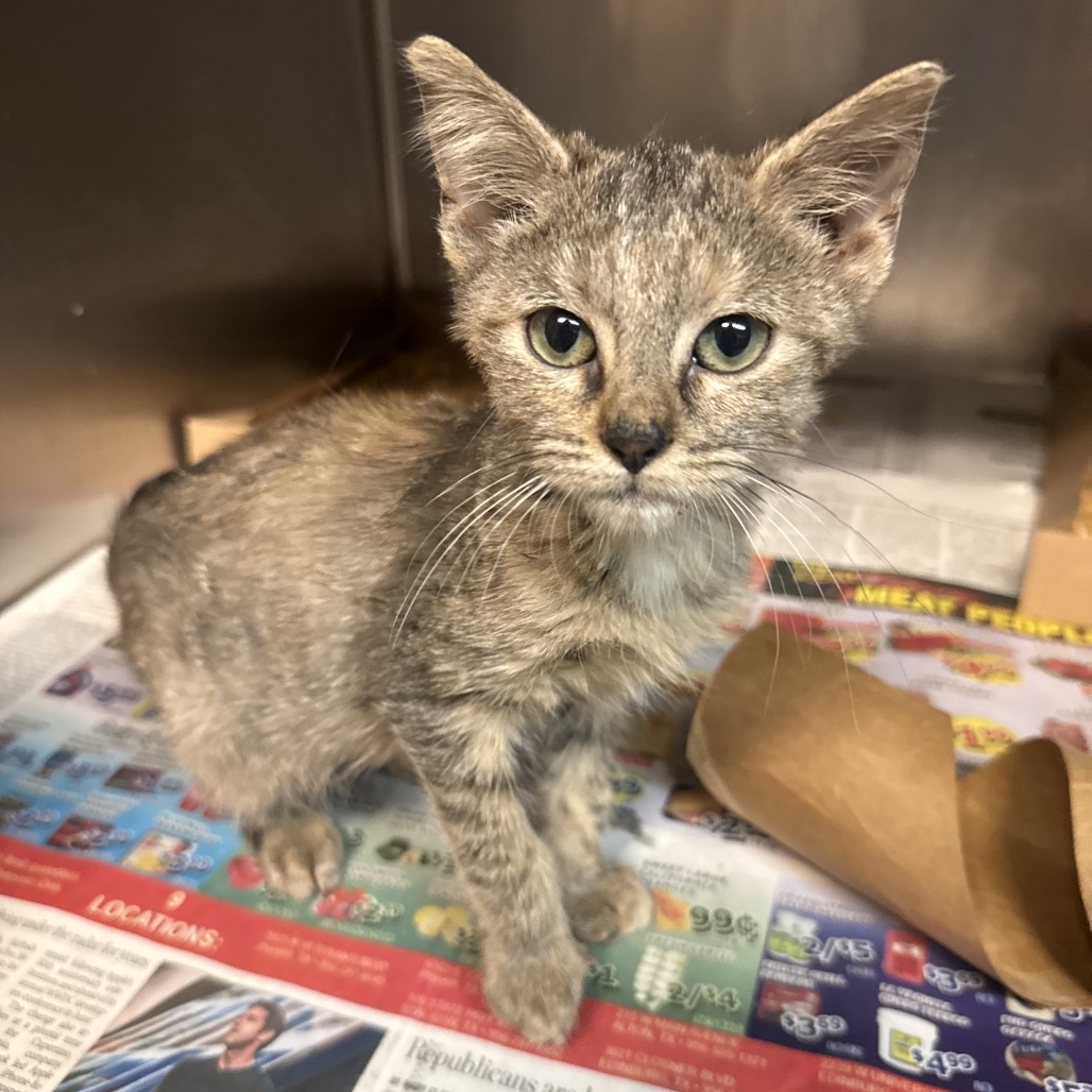 SHELISSAH - Domestic Shorthair available for adoption