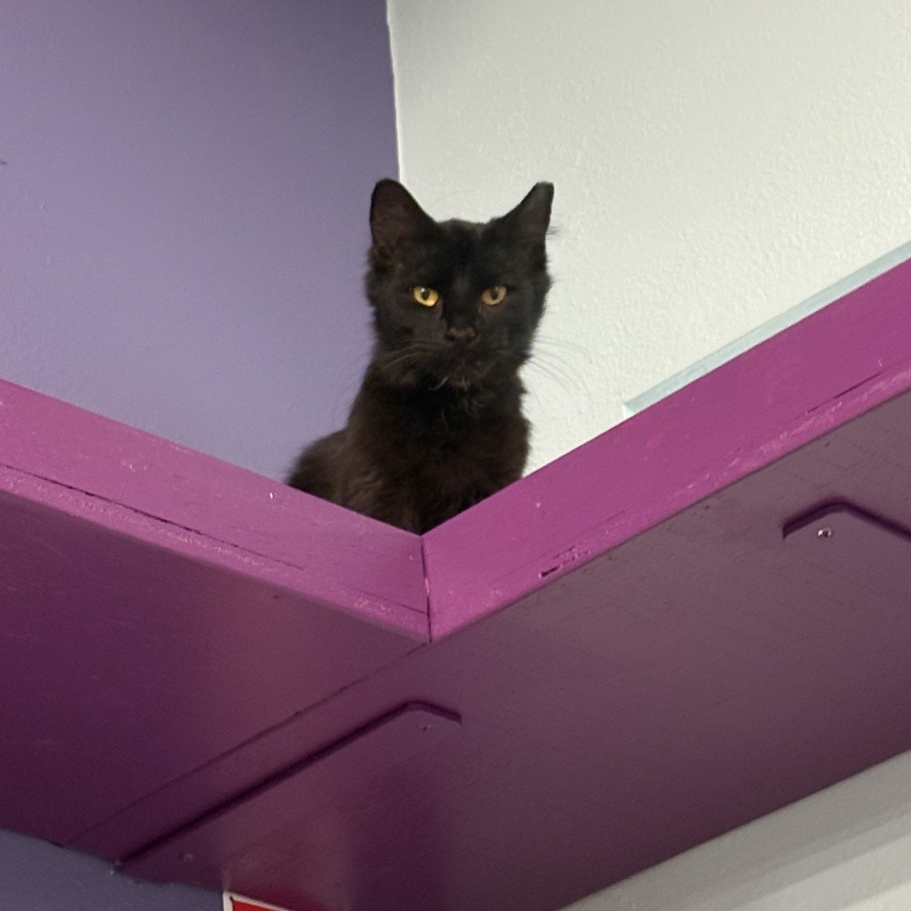 Photo of Zorro