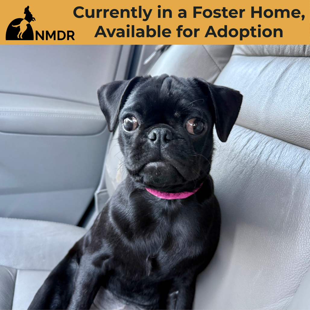 JESS (AG26-77) - Pug available for adoption