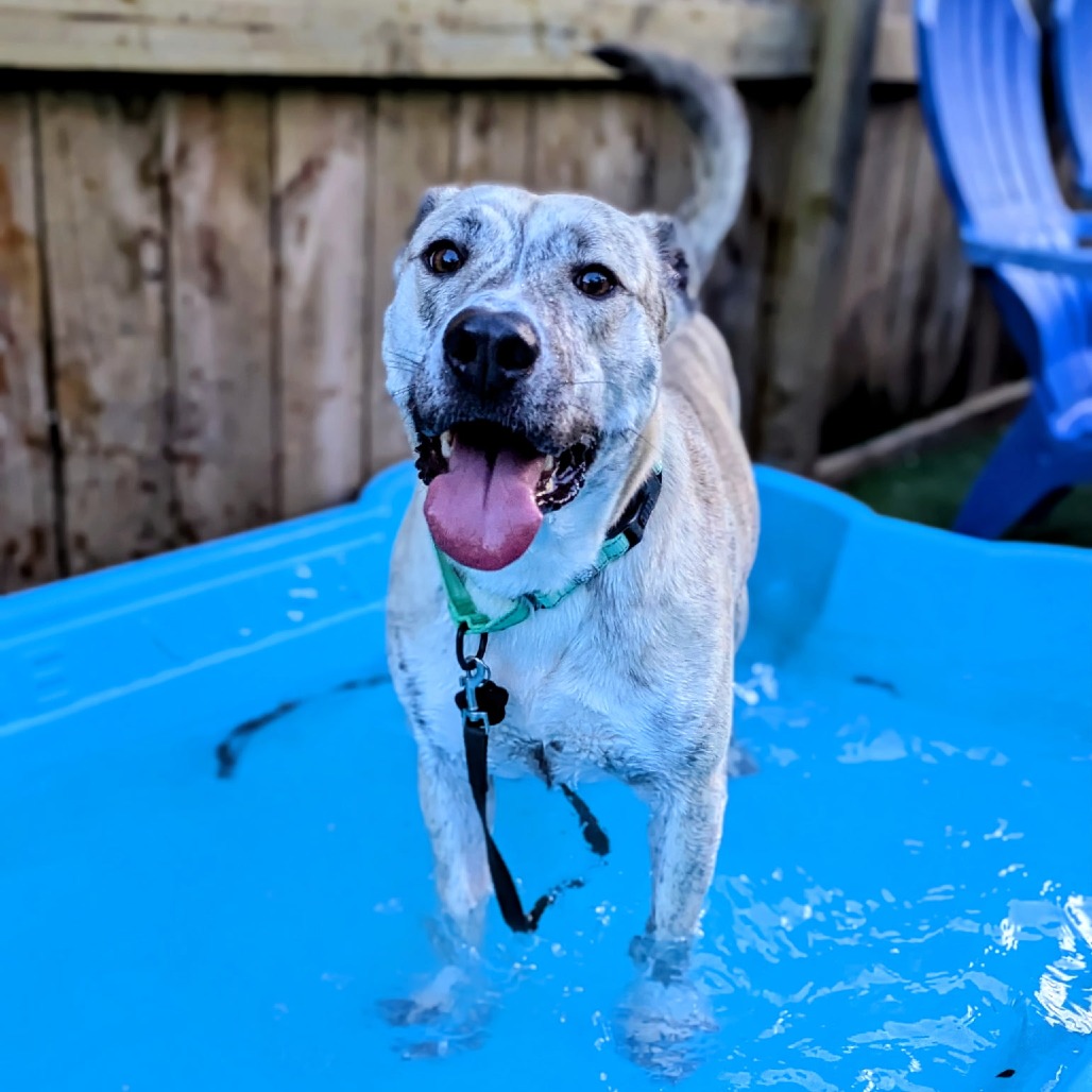 Fluffer Nutter is available for adoption at Renegade Paws Rescue