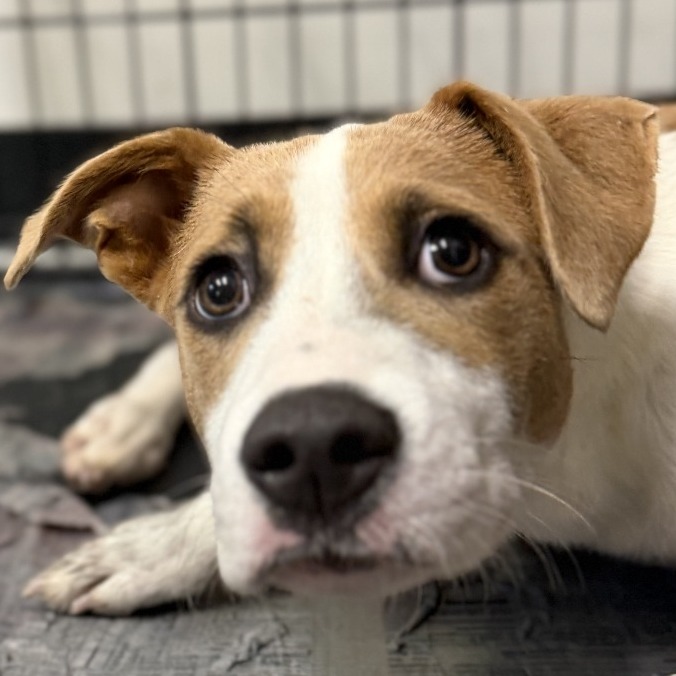 LILA - Bulldog / Black Mouth Cur available for adoption