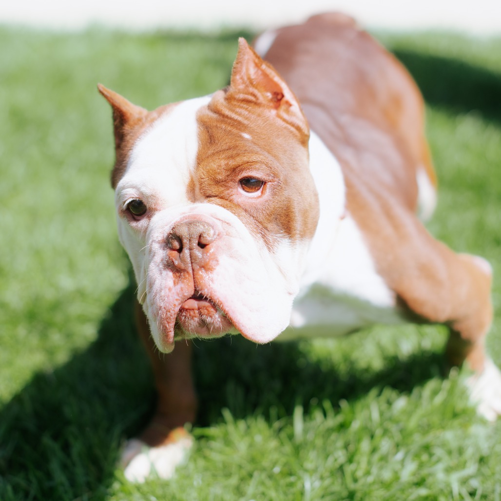Bulldog