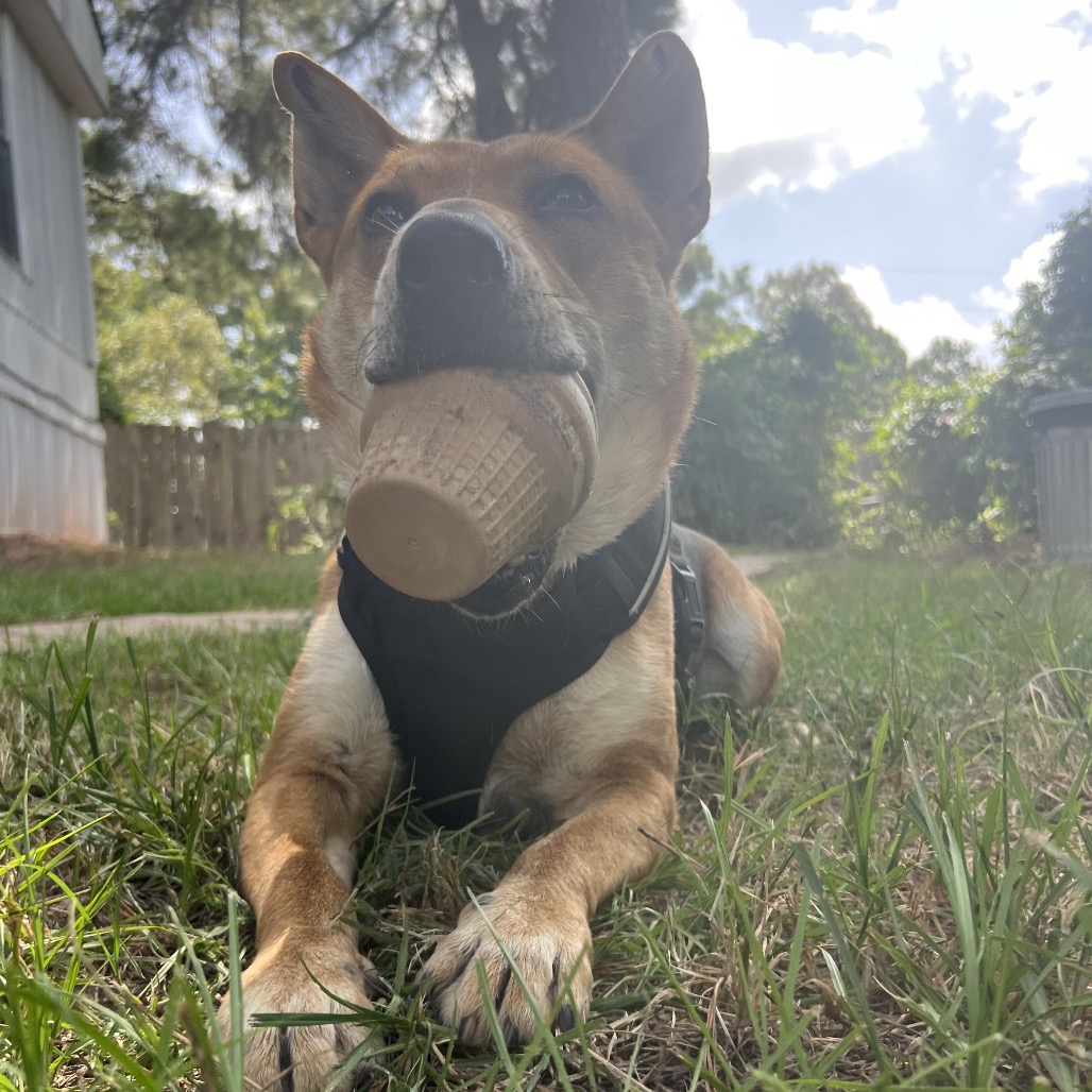 Reagan, photo 21