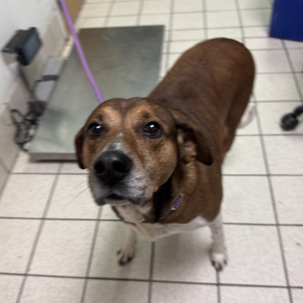 Lilo — thumbnail 2