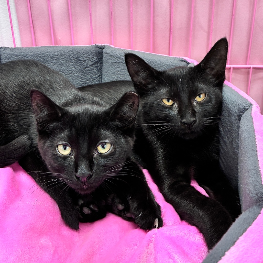 KETTLE CORN - Domestic Shorthair for adoption in Dayton