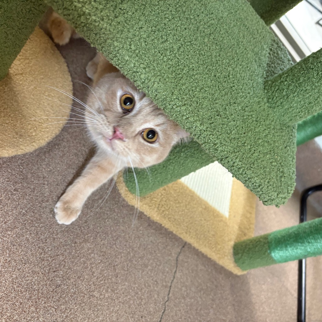 Zeus — thumbnail 3