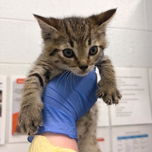 BENSON 1 - Domestic Shorthair available for adoption