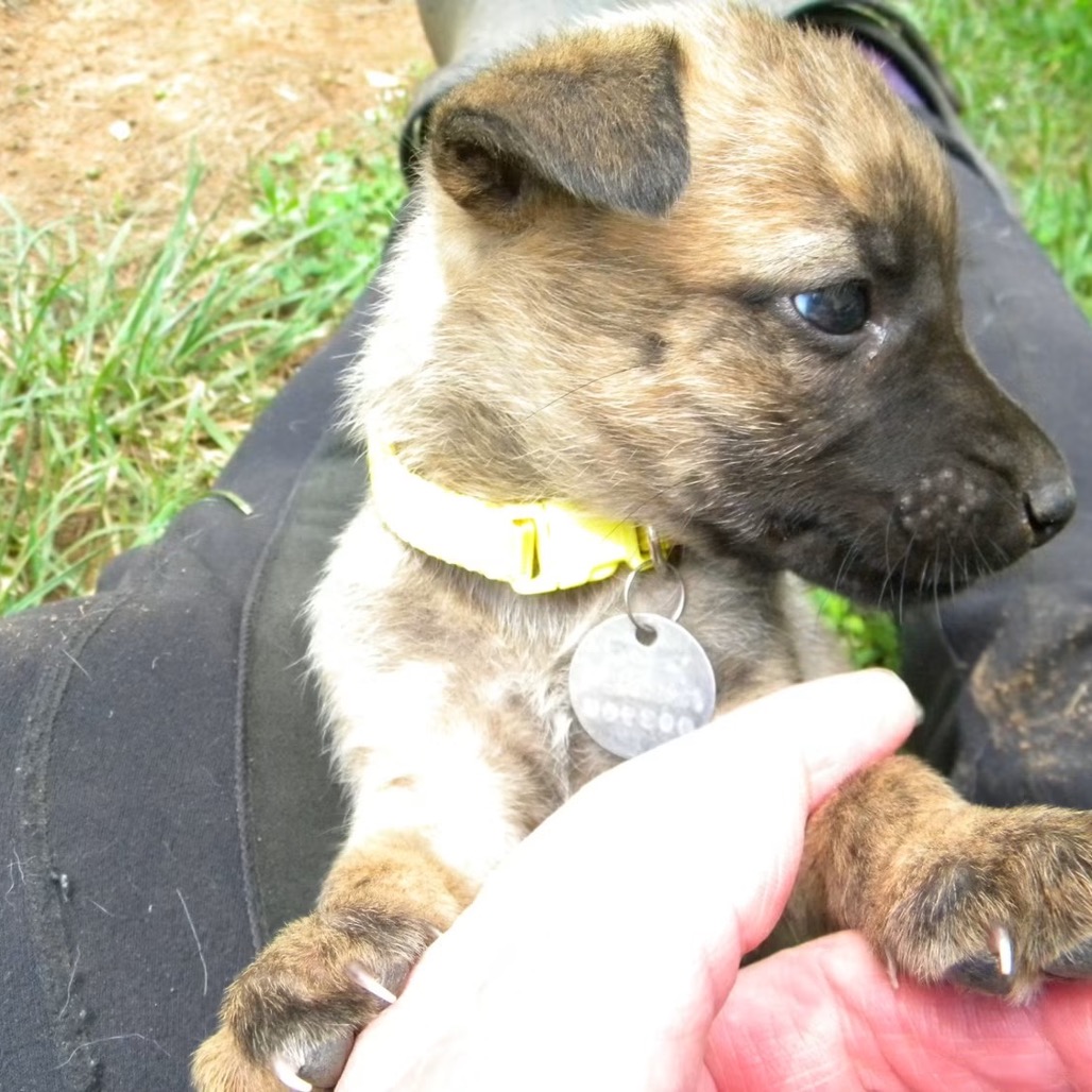 ANNIE (IN FOSTER) - Shepherd, German / Terrier, American Pit Bull available for adoption
